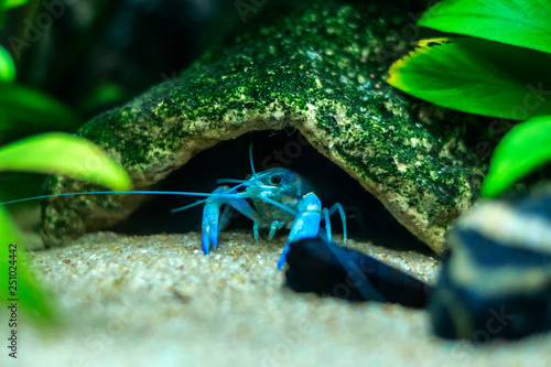 Blue crayfish Procambarus alleni in the Aquarium photo