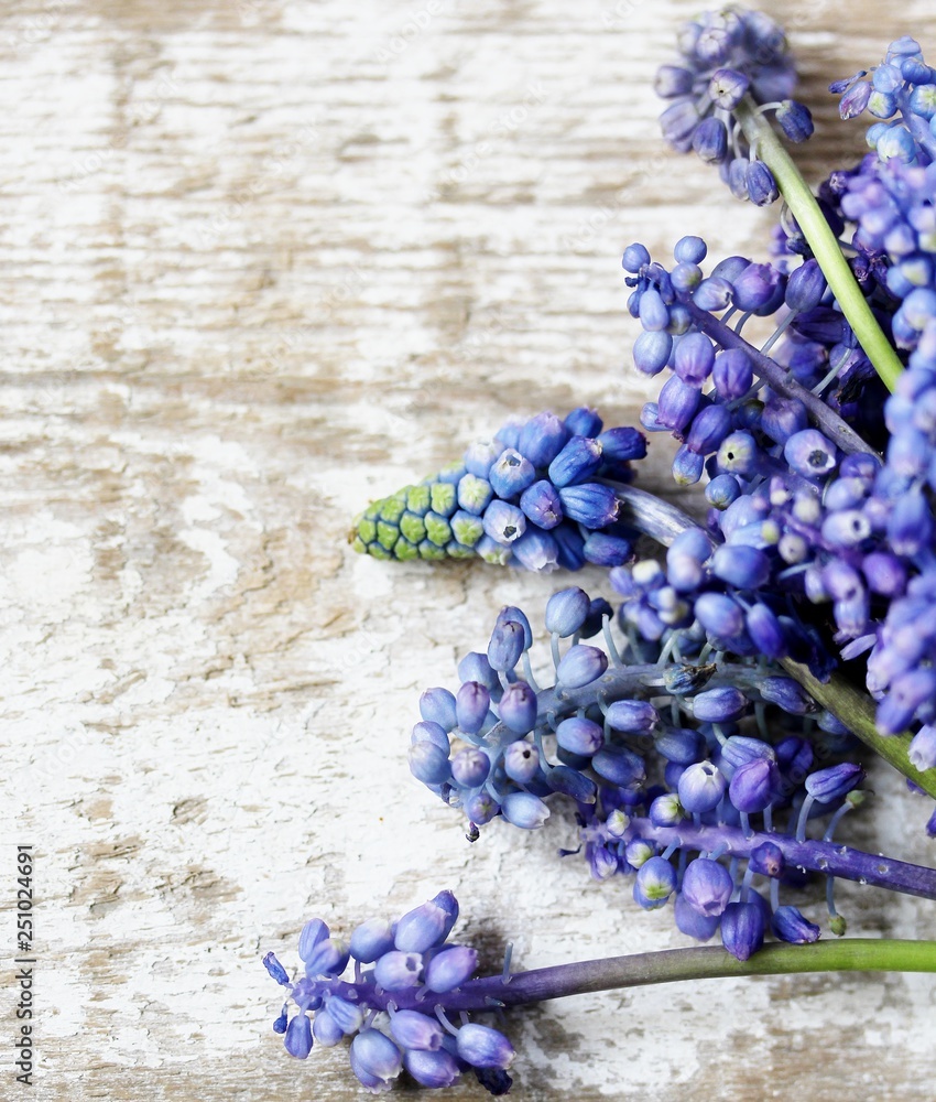 Fototapeta premium spring flowers Muscari background. copy space. Blue muscari flowers (Grape hyacinth)