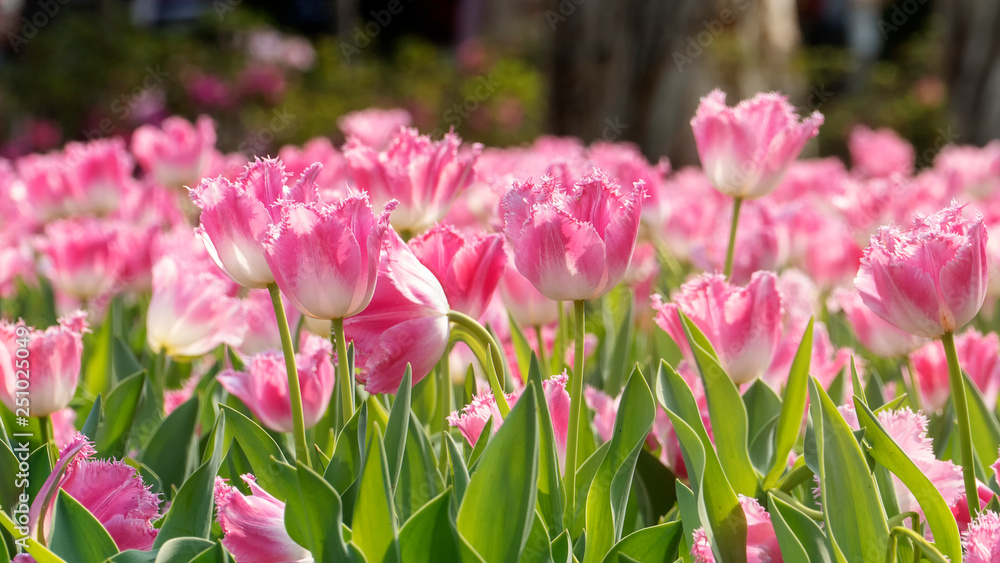 Beautiful tulips flower in tulip field at winter or spring day