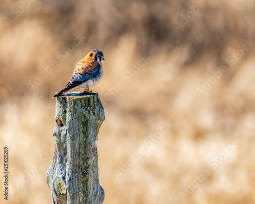 American Kestrel on post