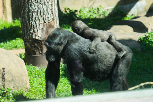 Gorilla with cub photo