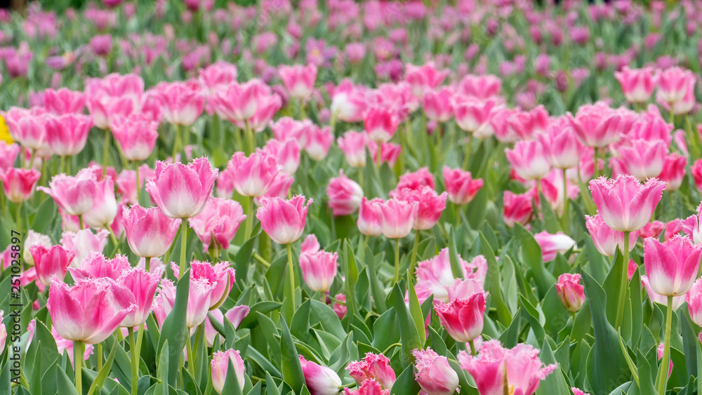 Beautiful tulips flower in tulip field at winter or spring day Beautiful tulips flower in tulip field at winter or spring day