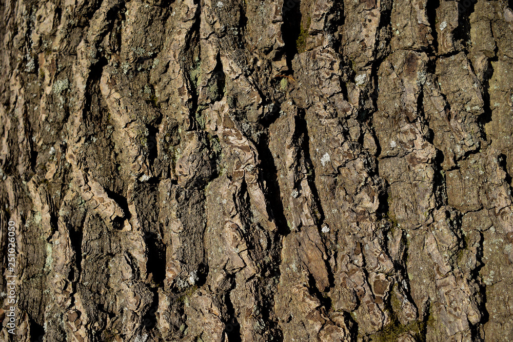tree bark texture tree bark texture