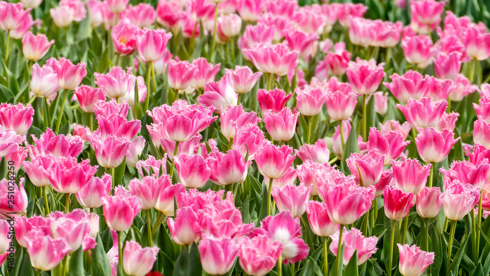 Beautiful tulips flower in tulip field at winter or spring day