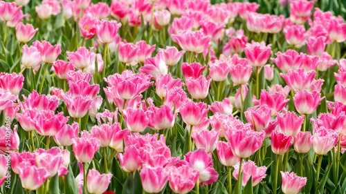 Beautiful tulips flower in tulip field at winter or spring day