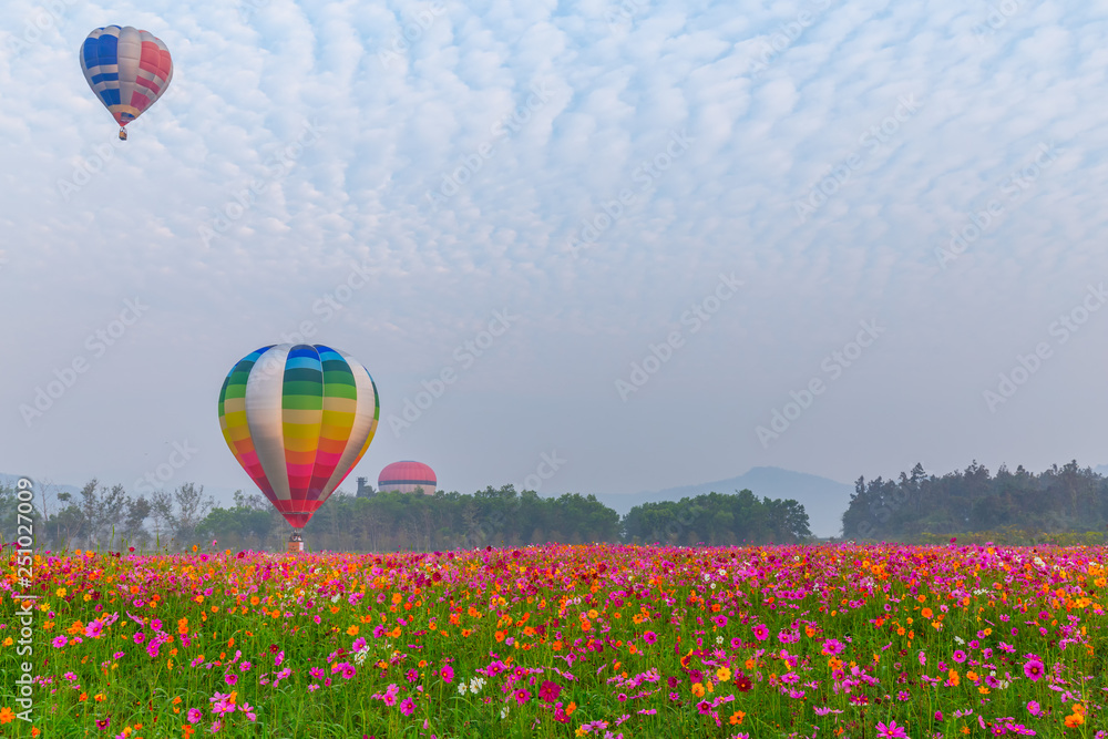 Fototapeta premium hot air balloons flying over Flower field with sunrise at Chiang Rai Province, Thailand