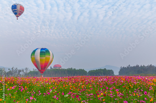 hot air balloons flying over Flower field with sunrise at Chiang Rai Province  Thailand