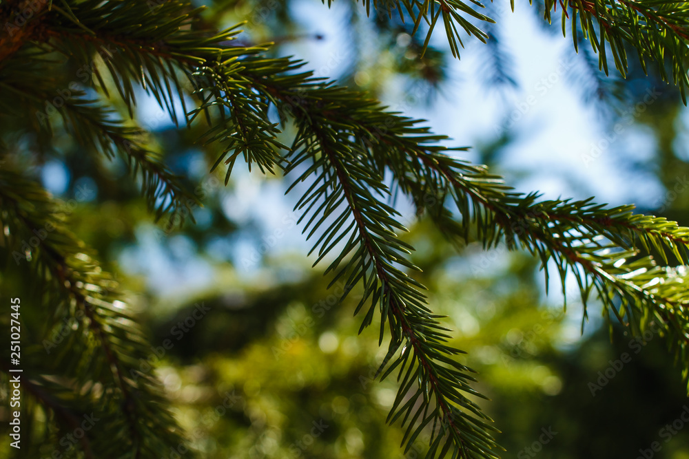 Fototapeta premium young green twigs on blue sky background