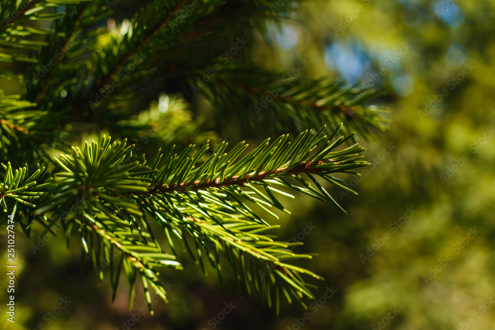 young green fir-tree branches on blurred background young green fir-tree branches on blurred background