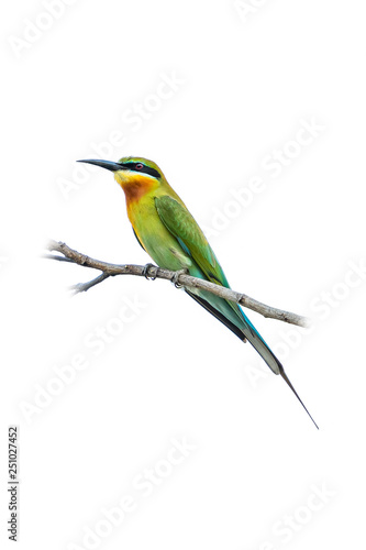 Blue-tailed bee-eater isolated perching on a perch isolated on white background