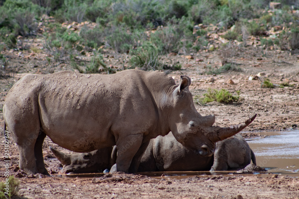 Fototapeta premium White rhinos in private reserve in South Africa
