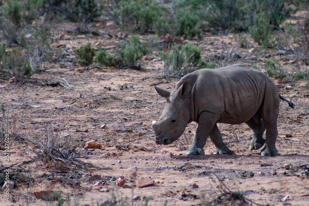 Obraz premium Curious and fearless baby rhino in wildlife reserve in South Africa