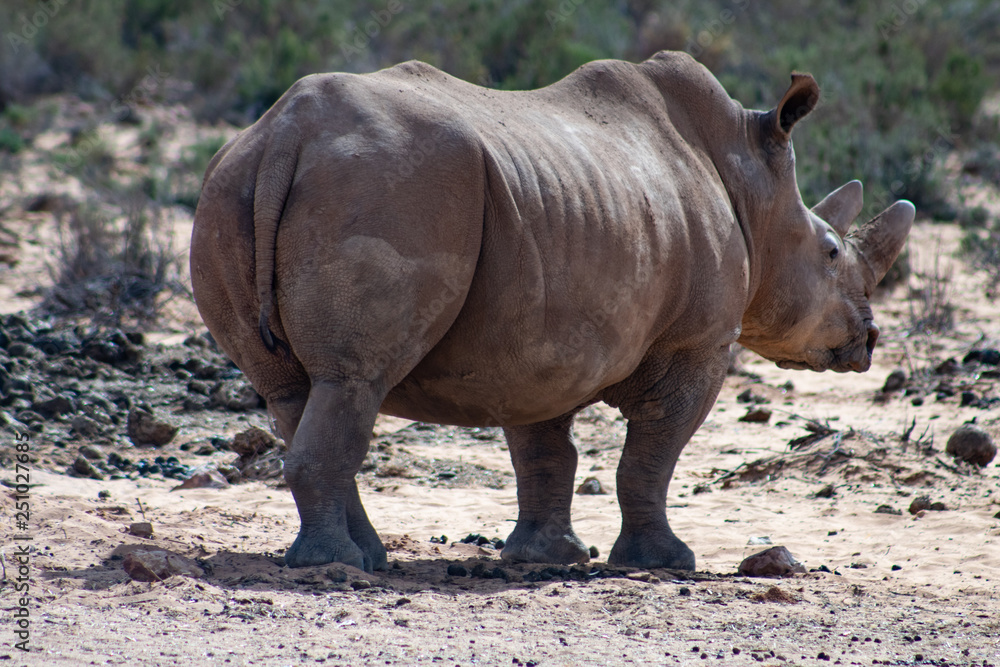 Beautiful adult white rhino male in south africa Beautiful adult white rhino male in south africa
