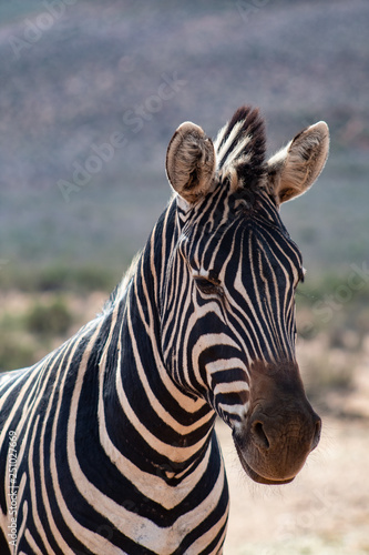 Zebra head  wildlife protrait