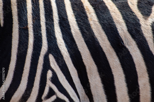 Close up of real zebra stripes