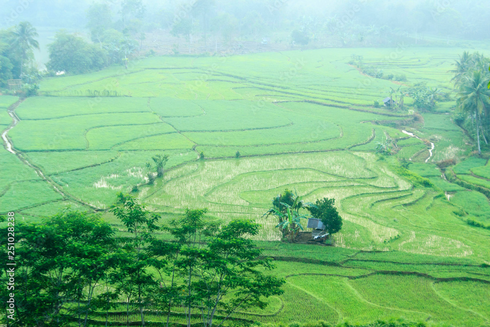 indonesia nature paddy fields in asia natural beauty of bengkulu utara indonesia with mountain barisan and green nature