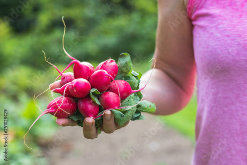 Farmer holding a freshly harvested radish in her organic garden