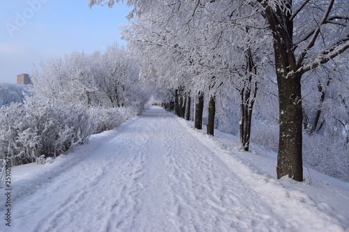 road in winter forest © Андрей Серга