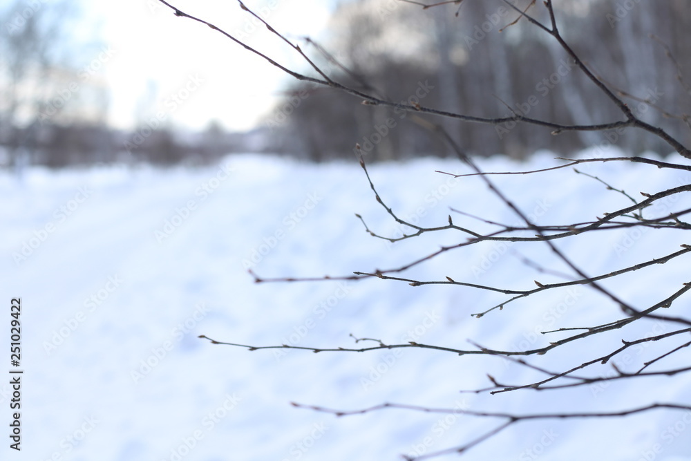 Winter forest. Landscape. Winter forest. Landscape.