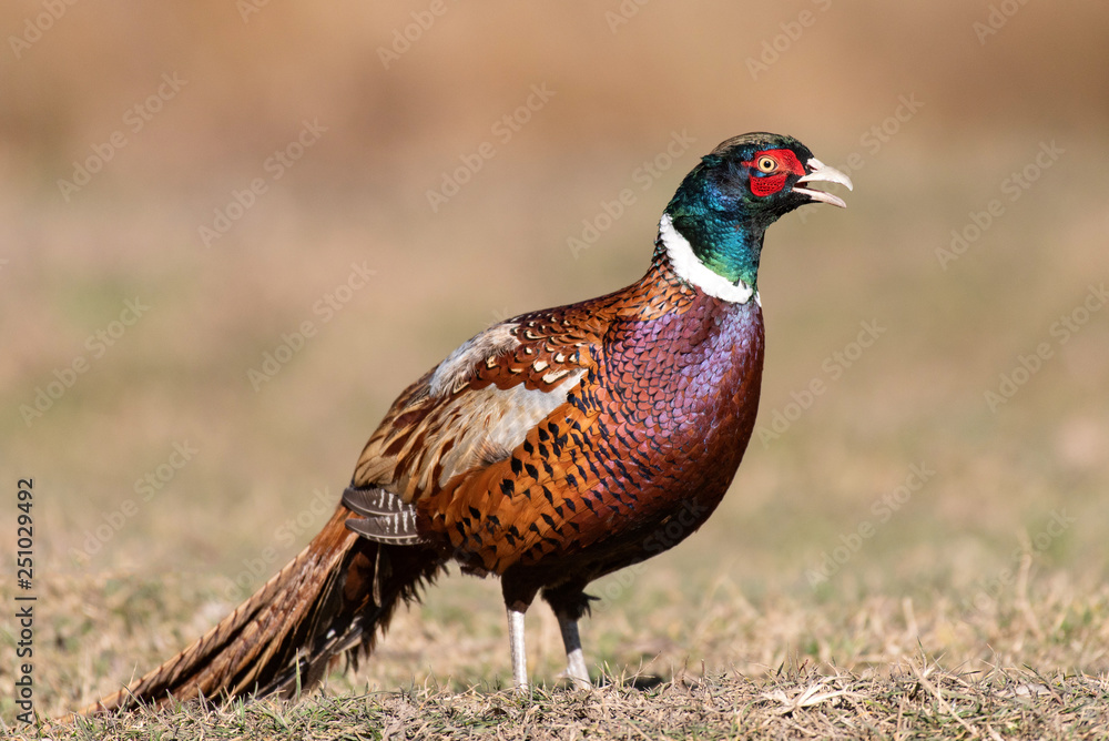 Ringnecked pheasant male, Phasianus colchicus, in natural habitat. Ringnecked pheasant male, Phasianus colchicus, in natural habitat.