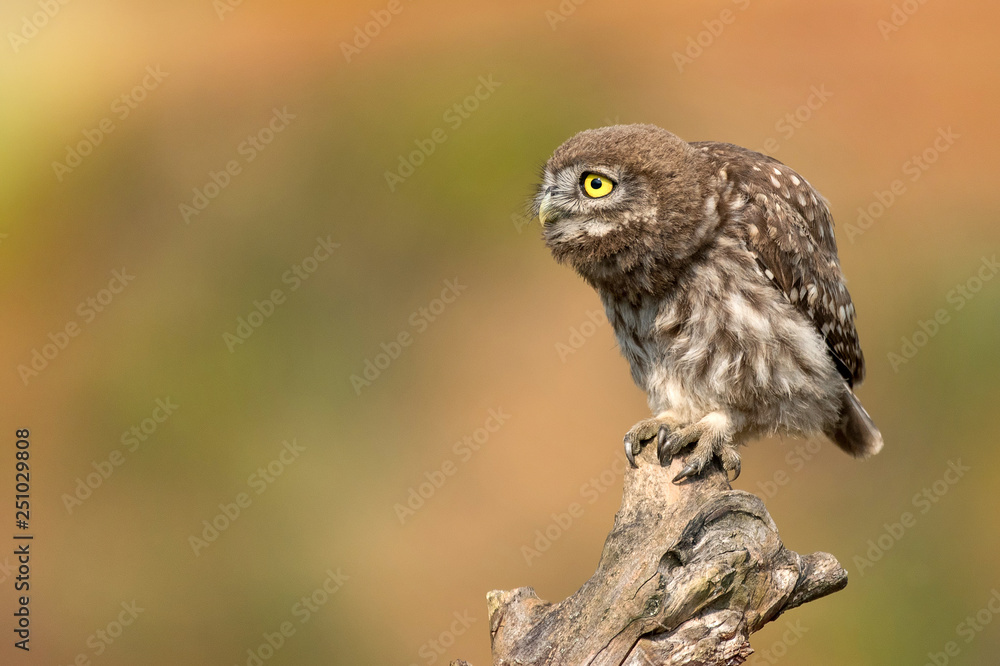 Owl in natural habitat. Little owl, Athene noctua, sitting on a stick Owl in natural habitat. Little owl, Athene noctua, sitting on a stick