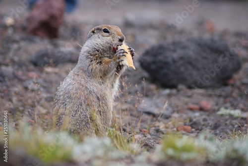 An arctic ground squirrel eating a piece of bread