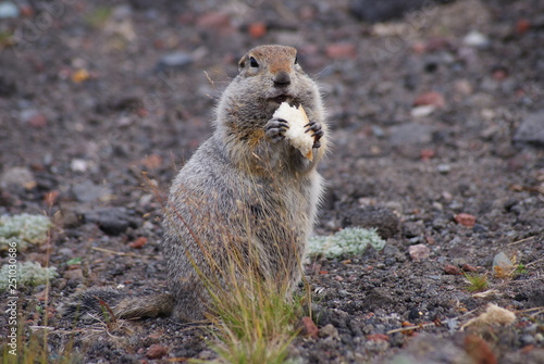 An arctic ground squirrel eating a piece of bread photo