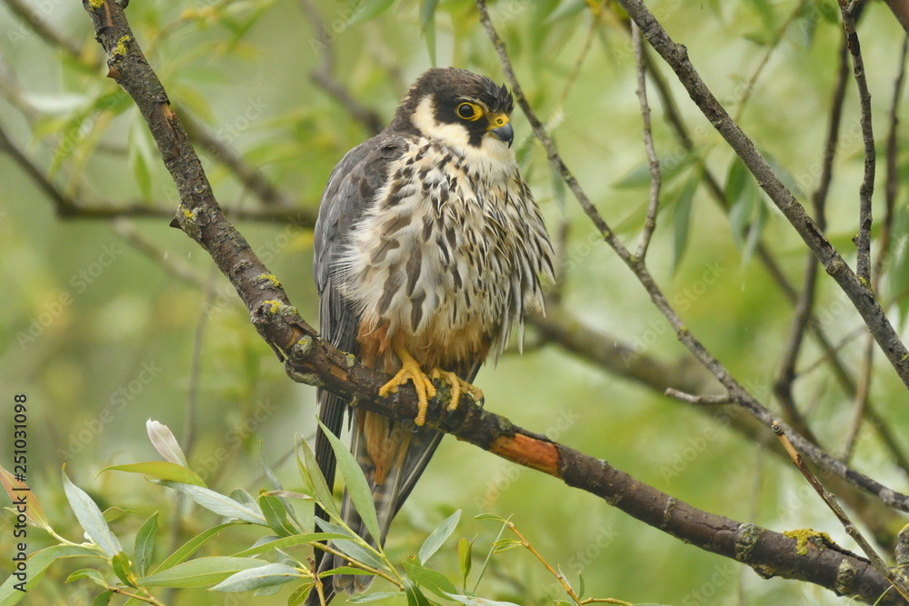 Hobby (Falco subbuteo) Hobby (Falco subbuteo)