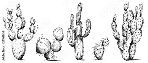 Vector set of cactus plants. Hand drawn illustration. Black and white sketch.