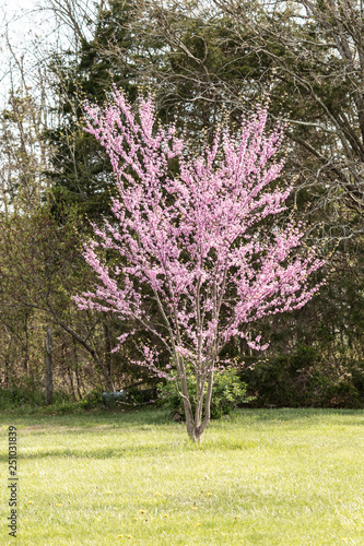 Eastern Redbud