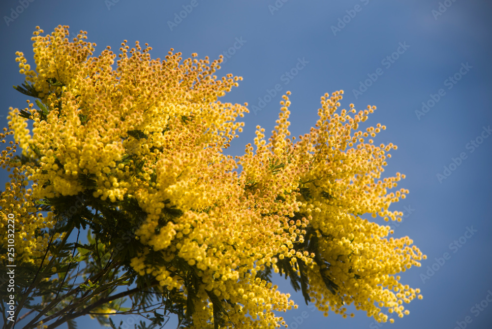 mimosa in a splendid day mimosa in a splendid day
