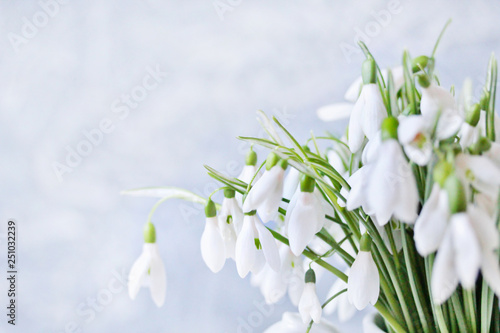 snowdrops spring background. spring flowers for a postcard. primroses