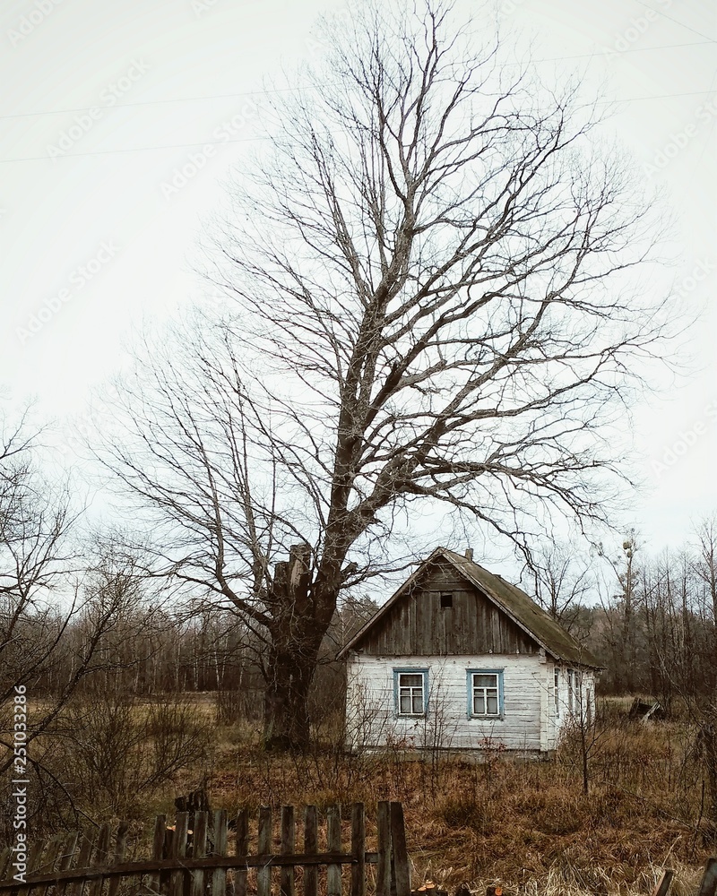 Lonely abandoned house in the village. House near the big tree.