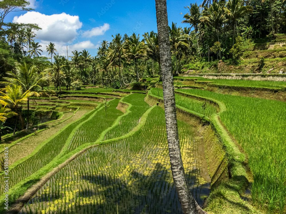 Indonesian rise fields