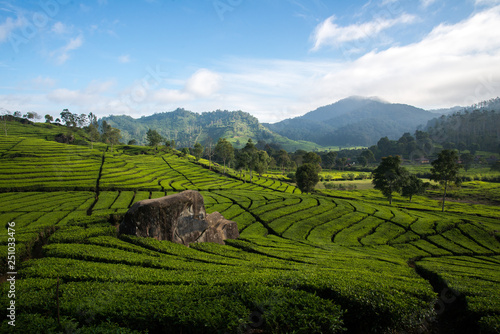 Rancabali Tea plantation, Bandung, West Java, Indonesia photo