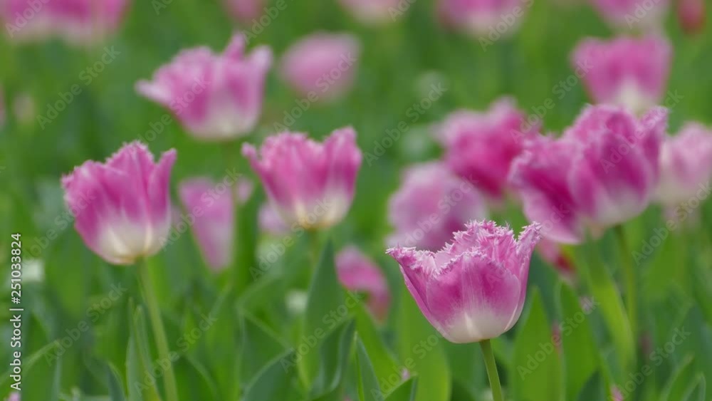 The Beautiful tulips flower in tulip field at winter or spring day The Beautiful tulips flower in tulip field at winter or spring day