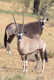 Gemsbok of the Kalahari