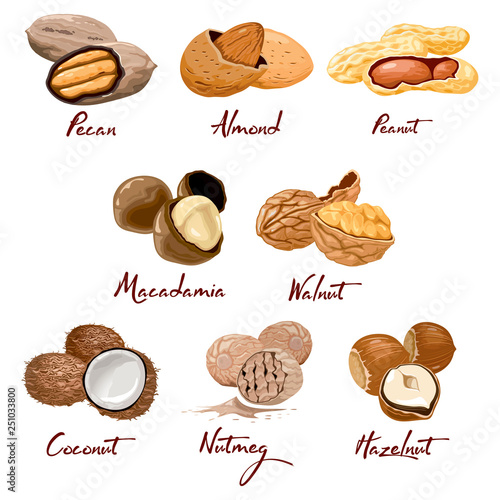 Set of named vector icons nuts and seeds. Food symbols collection. Nutrition and agriculture concept. Walnut, coconut, nutmeg, hazelnut, pecan, almond, peanut, macadamia Cellulose vegetarian nutrition