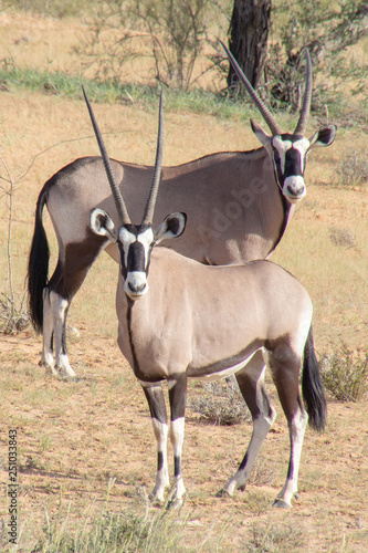 Gemsbok of the Kalahari