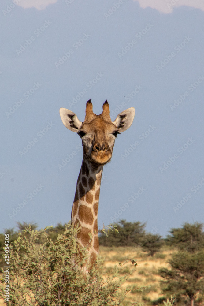 Fototapeta premium Giraffe of the Kalahari