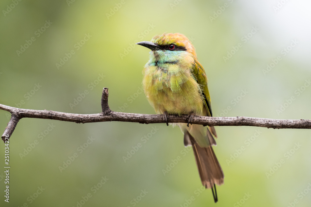 green bee-eater sitting on a branch close up
