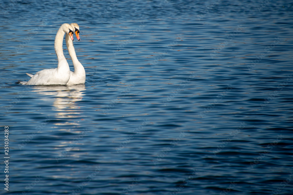 pair of beautiful white swans with elegant necks swiming together in deep blue water with space for caption pair of beautiful white swans with elegant necks swiming together in deep blue water with space for caption