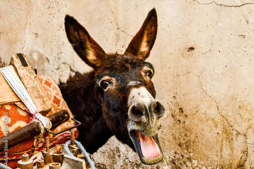 Bilde på lerret donkey in front of wall, photo as background