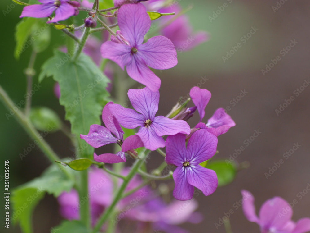 Lunaria annua - Lunaire annuelle ou Monnaie-du-pape aux fleurs à quatre pétales de couleur violet pâle et aux feuilles ovales, dentées vert clair