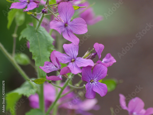 Wallpaper Mural Lunaria annua - Lunaire annuelle ou Monnaie-du-pape aux fleurs à quatre pétales de couleur violet pâle et aux feuilles ovales, dentées vert clair Torontodigital.ca