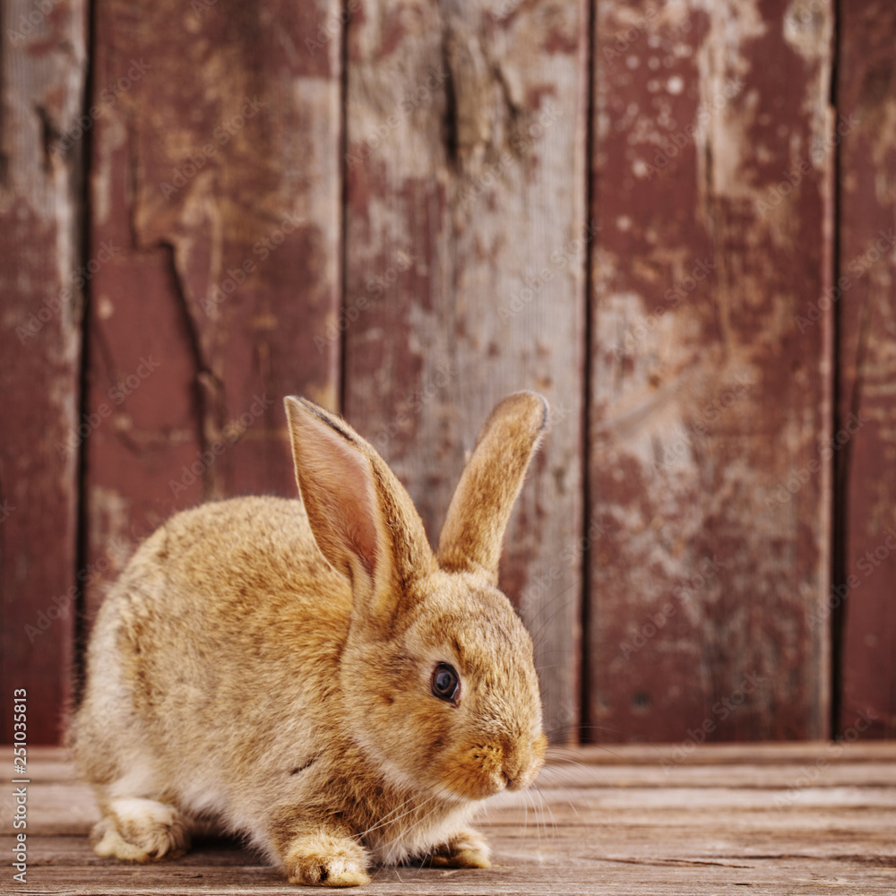 Obraz premium rabbit on old wooden background