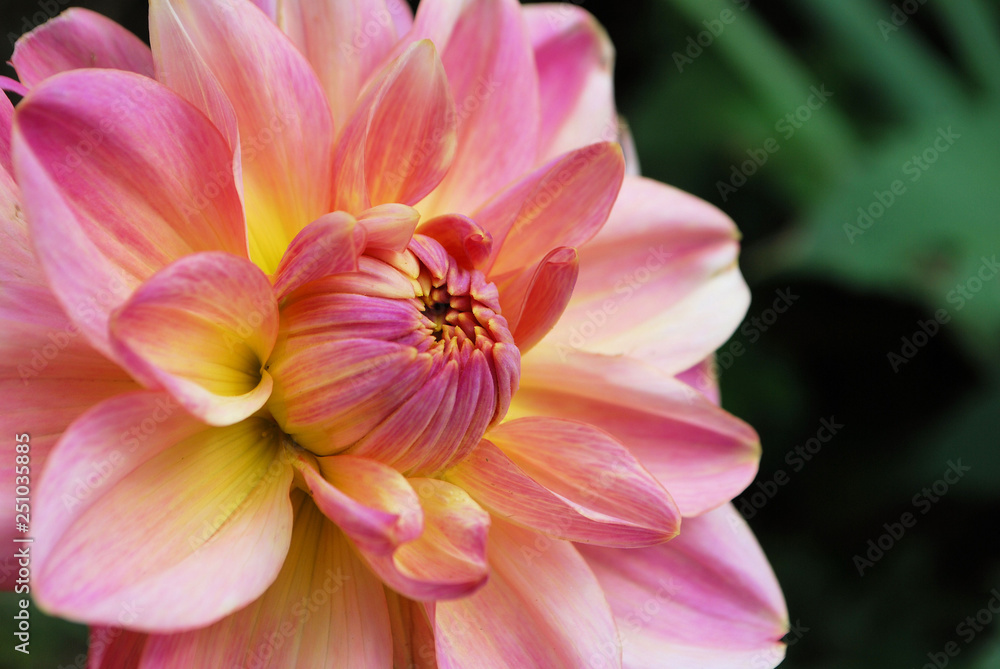 Pink and Yellow Flower