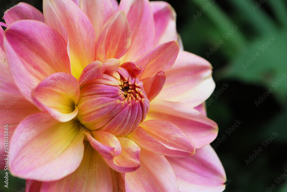 Fototapeta premium Pink and Yellow Flower