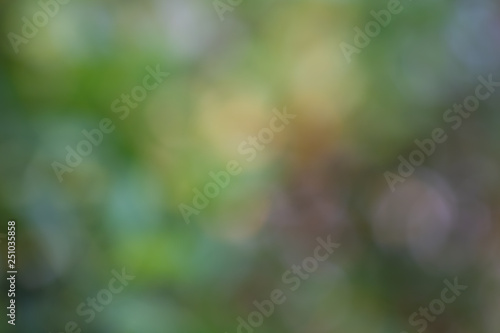Bokeh of Tree Leaves for nature background and save green concept,soft and blur out of focus, made with gradient and filter colored.