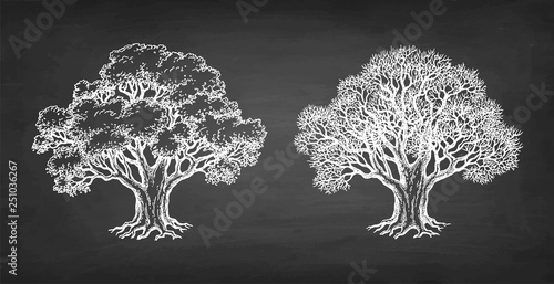 Chalk sketch of two oaks.